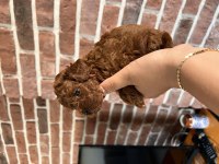 Anne altından toy poodle