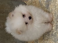 Orjinal Ayı Surat Pomeranian Boo Bebekler