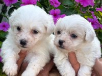 Maltese Terrier yavruları
