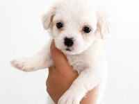 Yeni Yavru Köpeklerimiz Sahiplerini Bekliyorlar