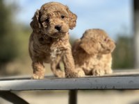 Tüy dökmez koku yapmaz poodle bebekler hazır