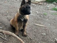 4 Aylık Erkek Belçika Kurdu