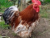 İSPENÇ VE CÜCE COCHİN HOROZLAR