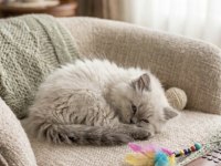 Yakışıklı Prens British Longhair