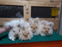 ANGORA TAVŞAN YAVRUSU
