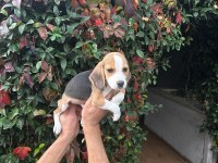 Beagle yavrular ırk ve sağlık garantili
