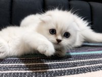 Safkan British Blue Point Yavru Kediler