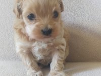 Maltipoo yavrular
