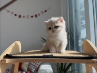 Nadir Renk AY Golden British Shorthair 
