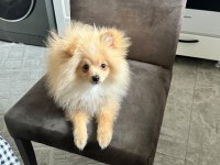 4.5 Aylık Yavru Pomeranian