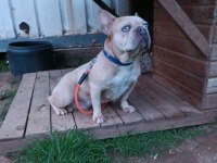 Maviş gözlü french bulldog köpeğim