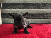 YURT DIŞI KAN HATTI EGZOTİK MICRO FRENCH BULLDOG YAVRULAR
