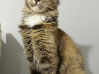 BLACK TORTİE İSABELLA MAİNE COON