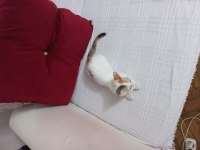 KÜÇÜK BALIMA YUVA ARIYORUZ TEKİR