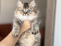 Nadir Renk Golden Black British Longhair