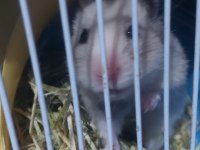 Hamster Pilav Hanım için sevgi dolu yeni bir yuva arayışı !
