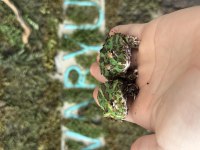 GREEN PACMAN FROG