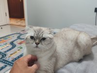 Çok uysal scottish fold