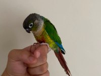 1 Yaşında Full Evcil Oyun Hamuru Green Cheek Konur
