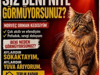 NORVEÇ ORMAN KEDİSİ BİR KIZ