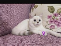 SAF KAN BRİTİSH KEDİLER