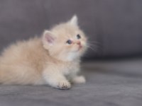 Safkan British Shorthair cy 12 erkek