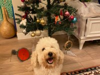 Mecburiyetten sahiplendirilecek 4 yaşında poodle