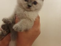 British shorthair Yavrularımız sahiplendirilecektir
