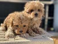 Ankarada yasal çiftlikde ziyarete açık maltipoo