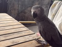 5 YAŞINDA JAKO PAPAĞANIMIZ