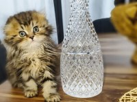Dünyanın en güzel chinchilla bebemler