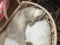 Yavru dişi eğitimli aşılı karneli Scottish fold