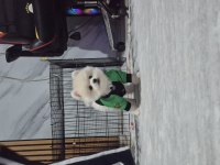 Show kalite pomeranian boo erkek yavru