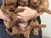 Toy poodle orjinal