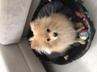 Ailevi Sorunlar Sebebi Pomeranian Boo