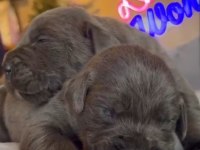 Cane corso blue bebeklerimiz için acele edin