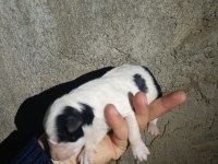 Her renk border collie yavruları mevcut