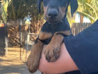 Dişi erkek doberman kapıda ödemeli güvenli sistem