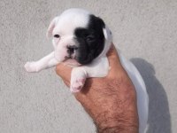 Fransız bulldog yavrular izmirden