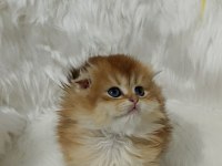 Safkan scottish fold longhair dişi yavru