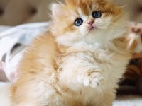 KEDİMİZ İÇİN AÇIKLAMAYI OKUMADAN ARAMAYIN LÜTFEN