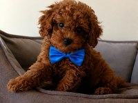 Yakışıklı poodle oğlumuz