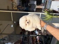 Ukrayna Doğumlu Pomeranian Yavrular