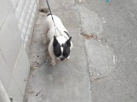 2 yaşında doğum tecrübeli dişi french bulldog