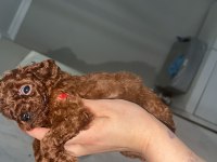 KORE KAN VE KG GARANTİLİ POODLE BEBİŞLERİMİZ
