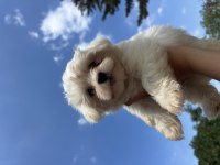 TÜM TÜRKİYEYE MALTESE YAVRU