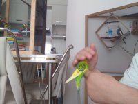 UYGUN DİŞİ MUHABBET KUŞU