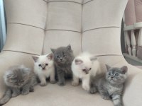 Safkan anne babadan british shorthair ayı surat yavrular