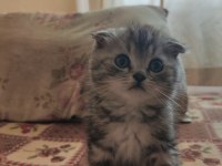 scottish fold lilac