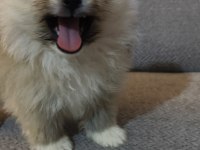 Pomeranian Boo Yavrularımız